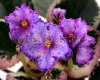 African Violet LE-RAFAEL